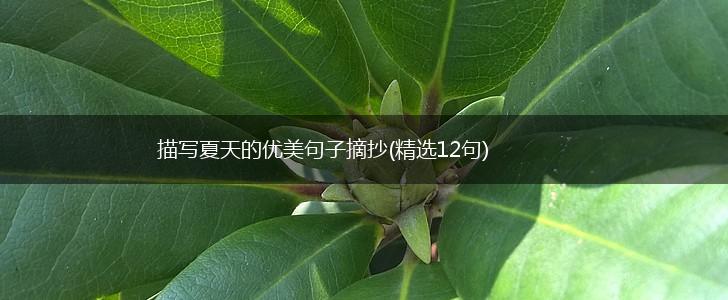 描写夏天的优美句子摘抄(精选12句),第1张