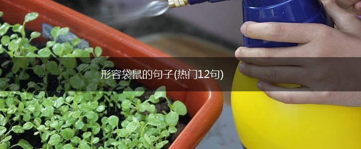 形容袋鼠的句子(热门12句),第1张