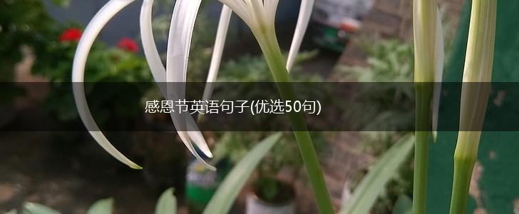 感恩节英语句子(优选50句),第1张