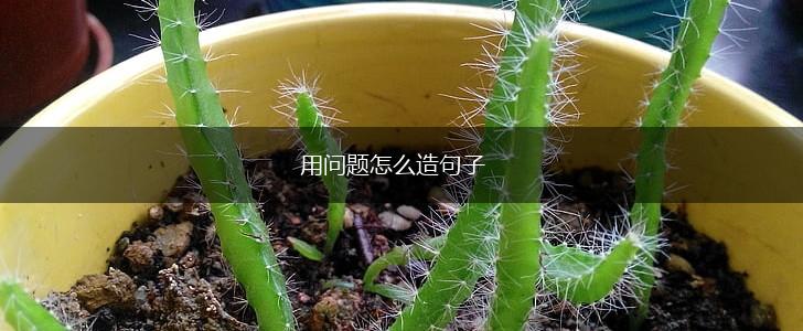 用问题怎么造句子,第1张