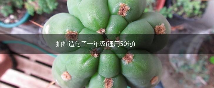 拍打造句子一年级(通用50句),第1张