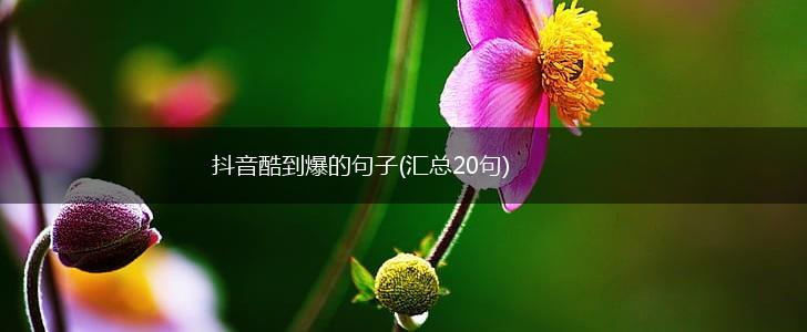 抖音酷到爆的句子(汇总20句),第1张