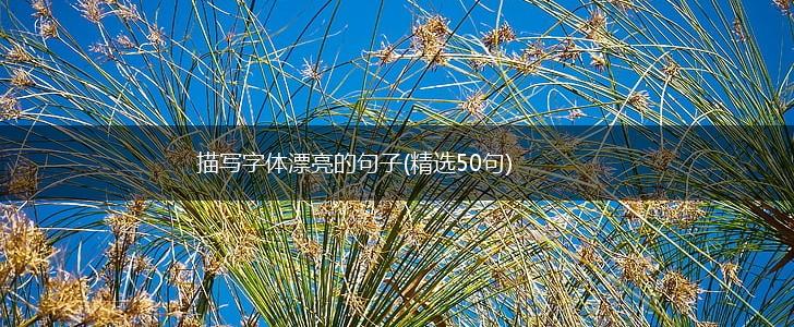 描写字体漂亮的句子(精选50句),第1张