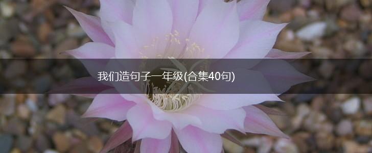 我们造句子一年级(合集40句),第1张