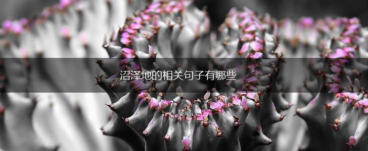 沼泽地的相关句子有哪些,第1张