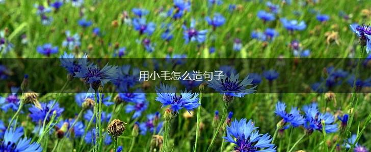 用小毛怎么造句子,第1张
