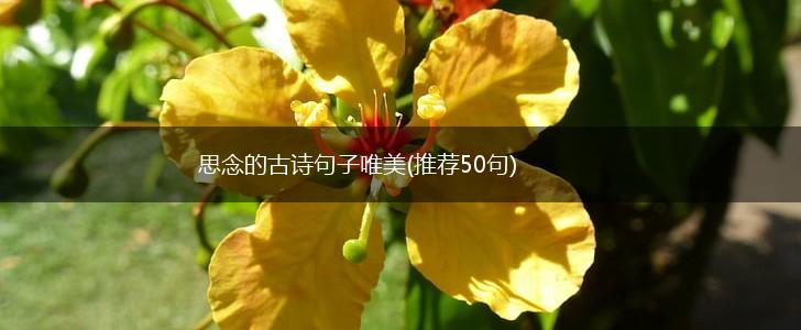 思念的古诗句子唯美(推荐50句),第1张