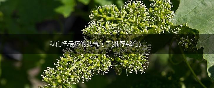 我们把最坏的脾气句子(推荐43句),第1张