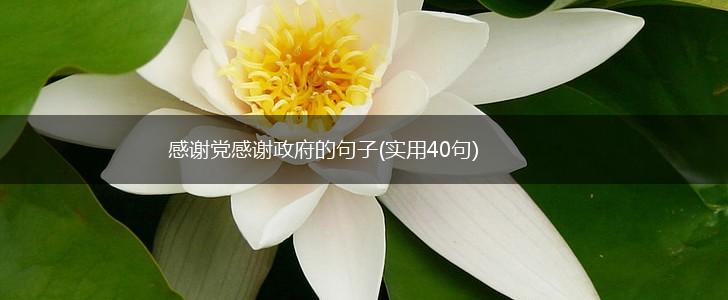 感谢党感谢政府的句子(实用40句),第1张