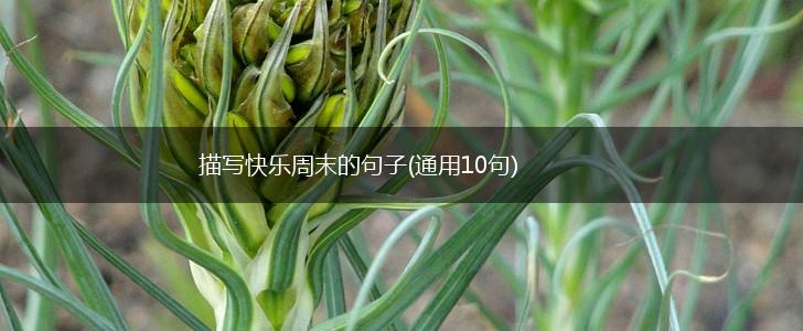 描写快乐周末的句子(通用10句),第1张