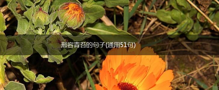 形容青苔的句子(通用51句),第1张