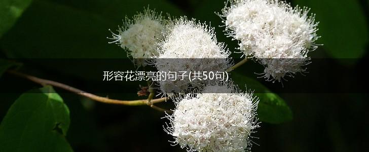 形容花漂亮的句子(共50句),第1张