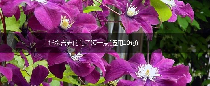 托物言志的句子短一点(通用10句),第1张