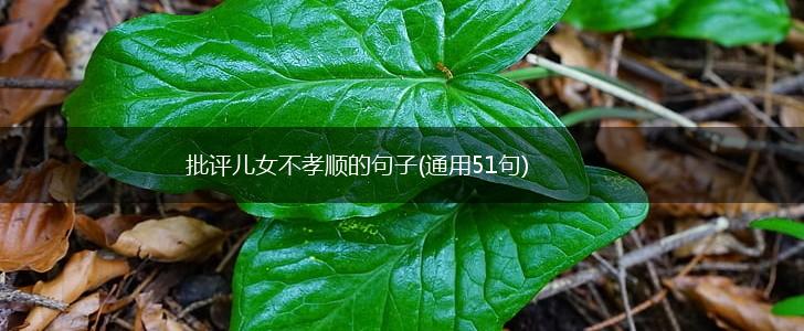 批评儿女不孝顺的句子(通用51句),第1张