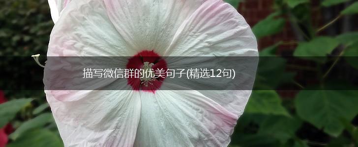 描写微信群的优美句子(精选12句),第1张