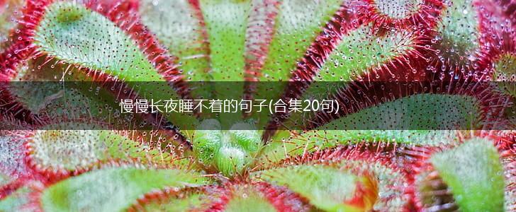 慢慢长夜睡不着的句子(合集20句),第1张