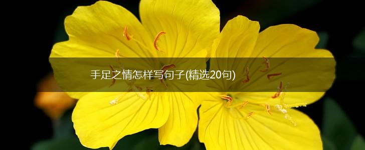 手足之情怎样写句子(精选20句),第1张