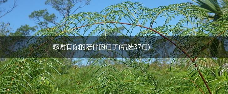 感谢有你的陪伴的句子(精选37句),第1张