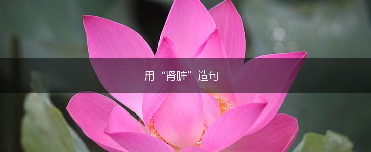 用“肾脏”造句,第1张