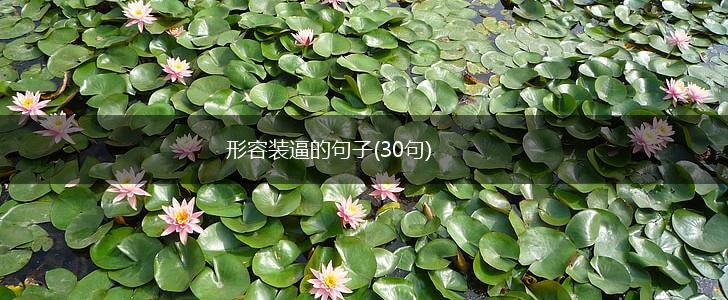 形容装逼的句子(30句),第1张