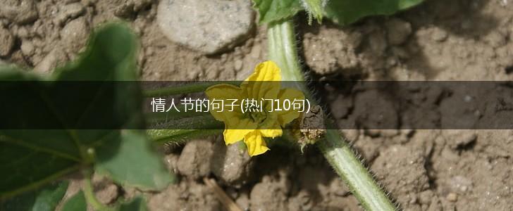 情人节的句子(热门10句),第1张
