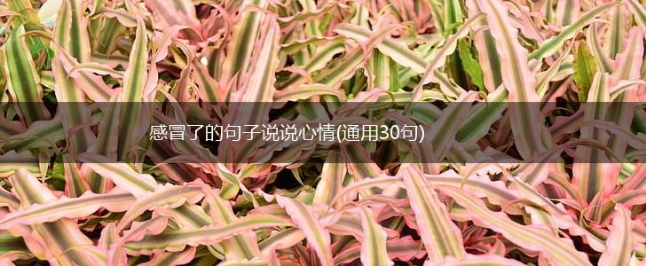 感冒了的句子说说心情(通用30句),第1张