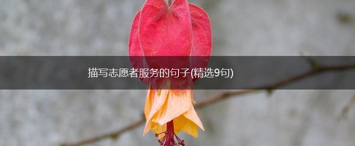 描写志愿者服务的句子(精选9句),第1张