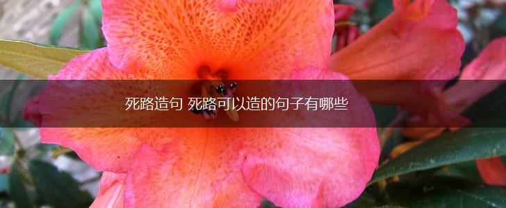死路造句 死路可以造的句子有哪些,第1张