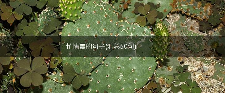 忙情景的句子(汇总50句),第1张