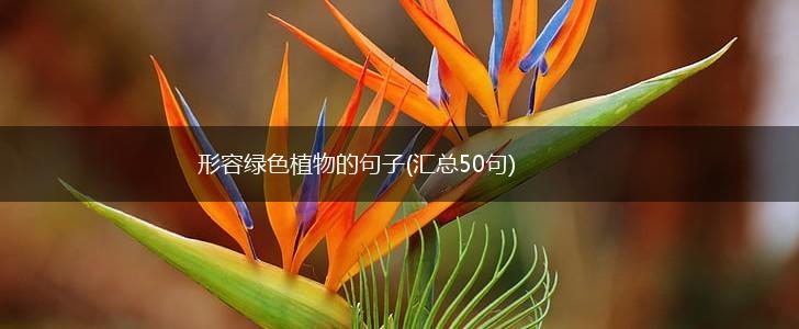 形容绿色植物的句子(汇总50句),第1张