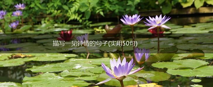 描写一见钟情的句子(实用50句),第1张