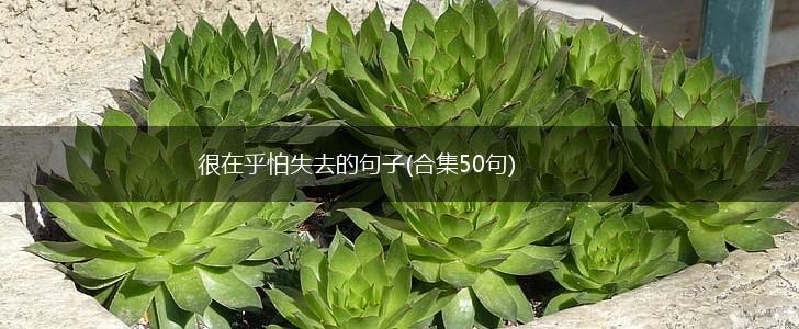 很在乎怕失去的句子(合集50句),第1张