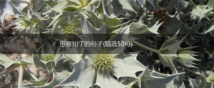 形容知了的句子(精选50句),第1张