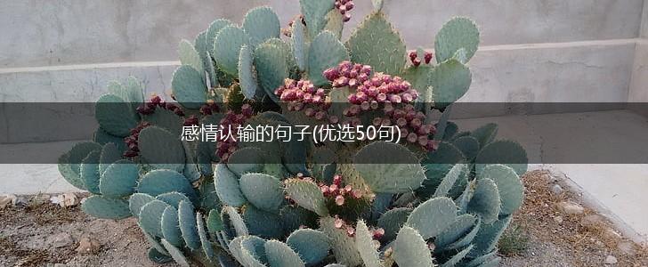 感情认输的句子(优选50句),第1张