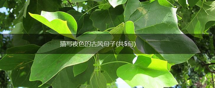 描写夜色的古风句子(共5句),第1张