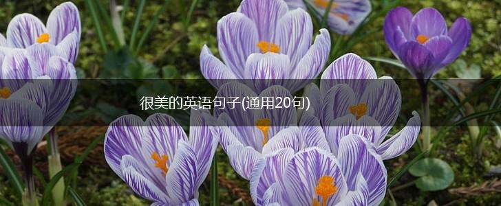 很美的英语句子(通用20句),第1张 很美的英语句子(通用20句),第1张