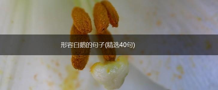 形容白鹅的句子(精选40句),第1张