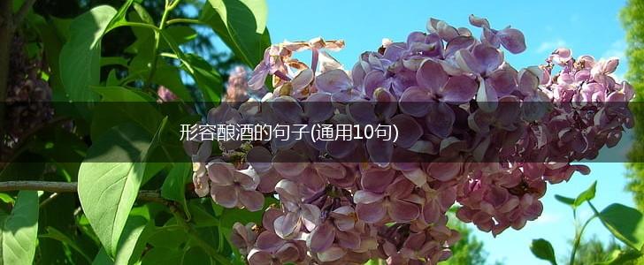 形容酿酒的句子(通用10句),第1张
