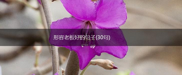 形容老板好的句子(30句),第1张