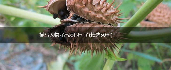 描写人物好品质的句子(精选50句),第1张