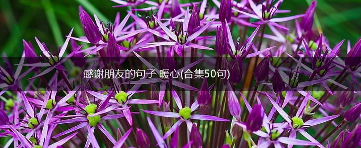 感谢朋友的句子 暖心(合集50句),第1张