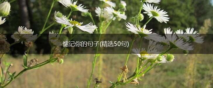 惦记你的句子(精选50句),第1张