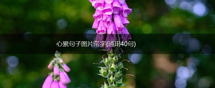 心累句子图片带字(通用40句),第1张