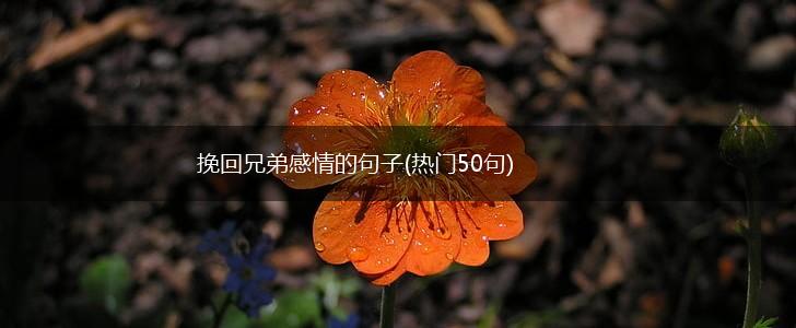挽回兄弟感情的句子(热门50句),第1张