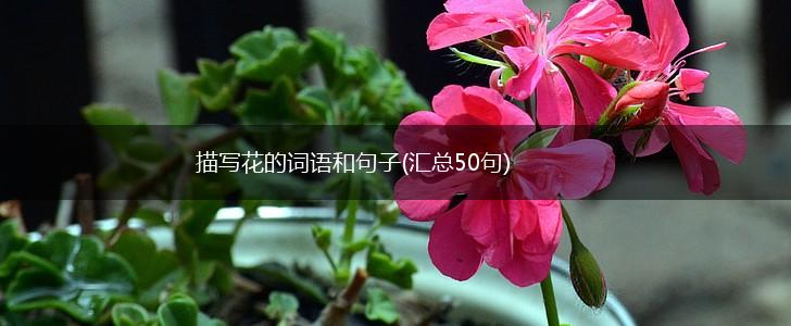 描写花的词语和句子(汇总50句),第1张