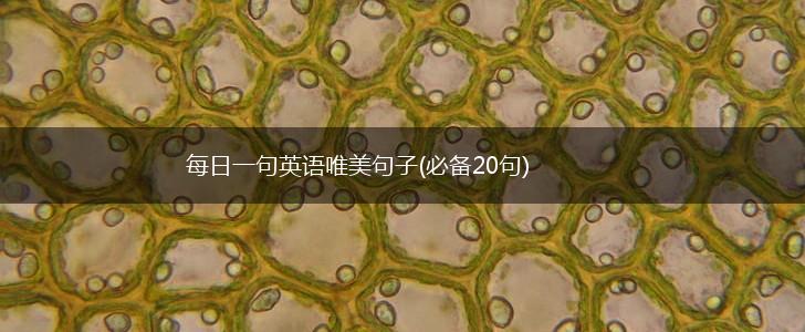 每日一句英语唯美句子(必备20句),第1张