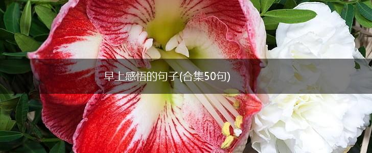 早上感悟的句子(合集50句),第1张