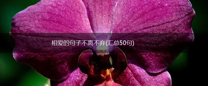 相爱的句子不离不弃(汇总50句),第1张