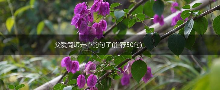 父爱简短走心的句子(推荐50句),第1张