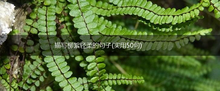 描写柳絮轻柔的句子(实用50句),第1张